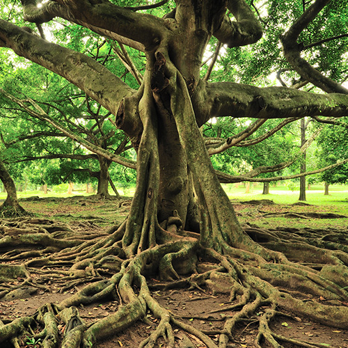 A tree with overgrown, sprawling roots.