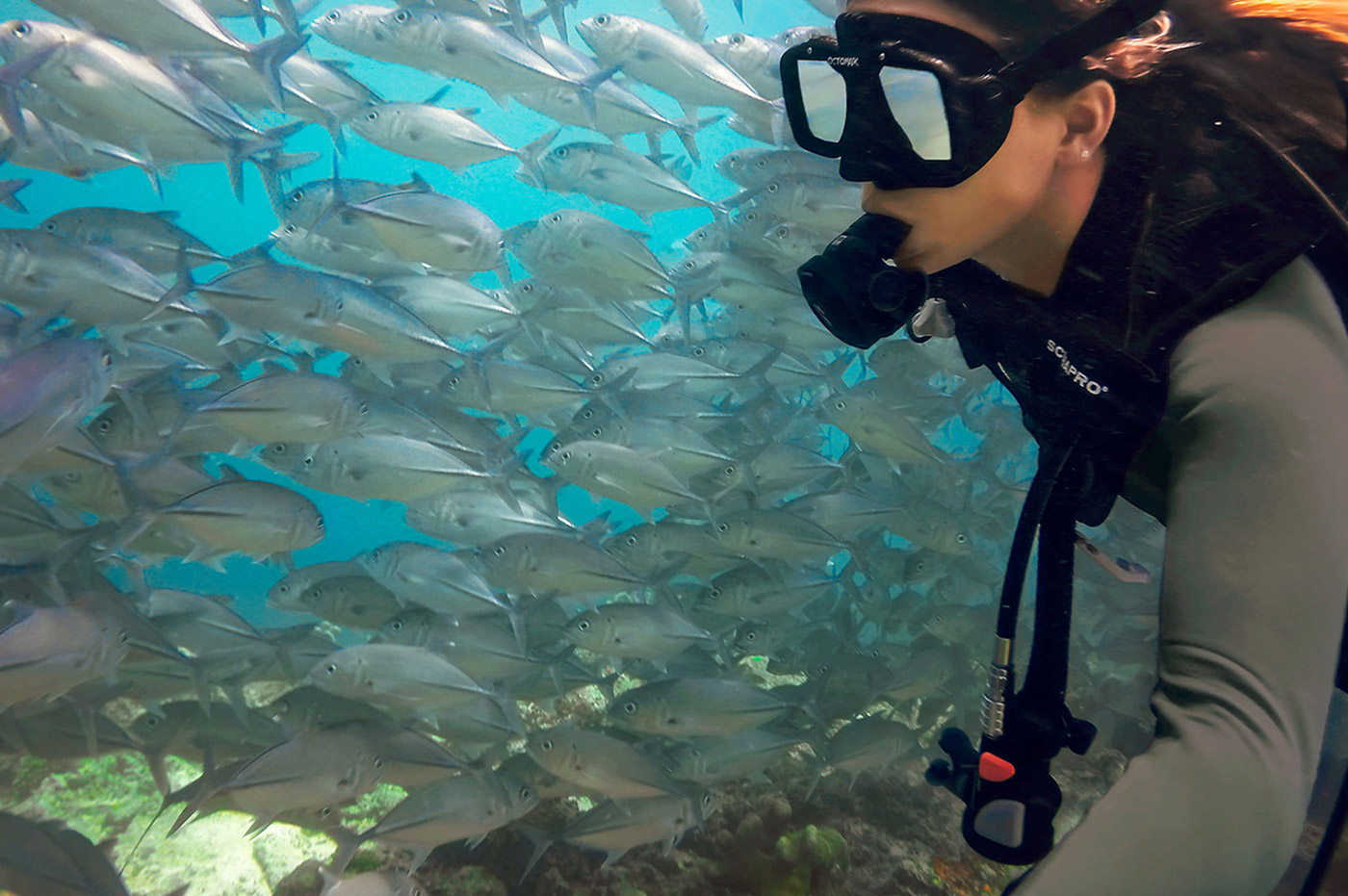 A woman snorkeling with a large school of fish.